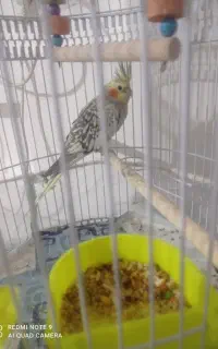عروس هلندی گل باقالی