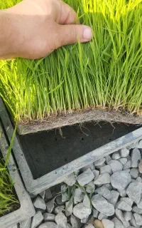 کار با دستگاه نشا چهار ردیفه