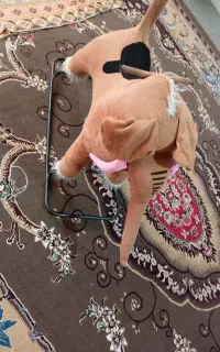 فیل راکر