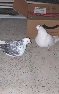 یه جفت کفتر نر و ماده
