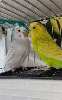 مرغ عشق اسپانگل