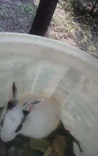 بچه خرگوش بازیگوش وفرز