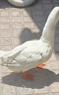 اردک