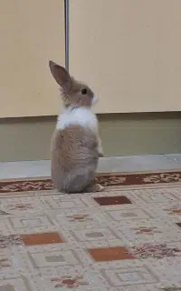 تعویض با مرغ و خروس یا پرنده