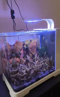 نانو پلنت شیک