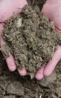 کود گاوی