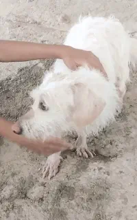 بندرلنگه سگ پاکوتاه  کاملا سالم