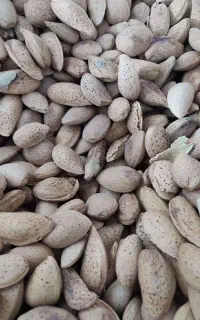 بادام بروجرد (شیرین)