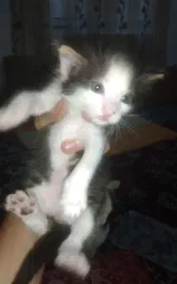 واگذاری گربه بازیگوش و خوشگل