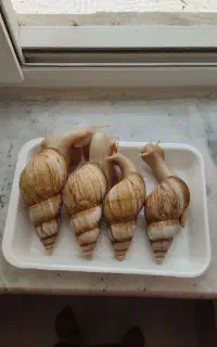 شاه حلزون
