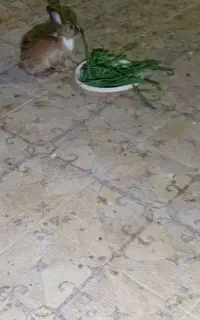 خرگوش ماده