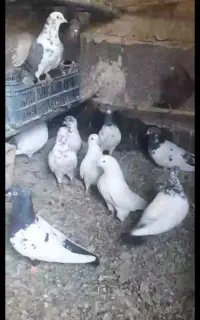 فروش تعدادی کبوتر پرشی 8 ساعت ب بالا تضمینی