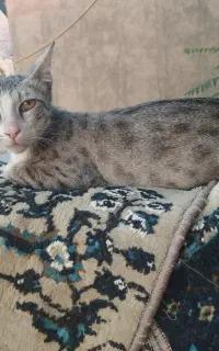 گربه