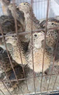 بلدرچین ۳۰ روزه واکسن خورده