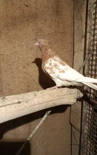 کله سیاه