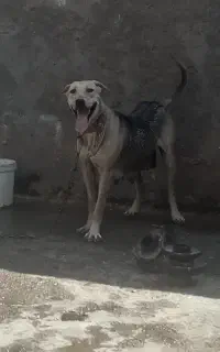 واگذاری ماده پژدر