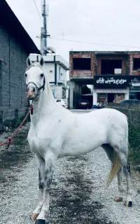 اسب عرب ایرانی