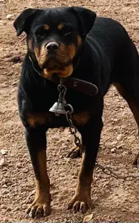 سگ نژاد روتوایلر ماده ۲ ساله