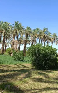 سلام درخت بو میدم فقط بم