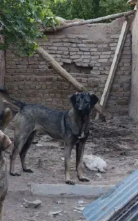 سگ پژدر