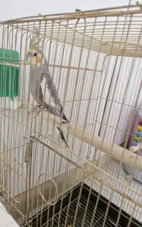 گمشده