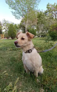 واگذاری سگ اشتپز نر