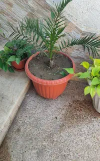 نخل فنیکس