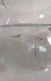 ۱۸تا ماهی گوپی ۳ماهه