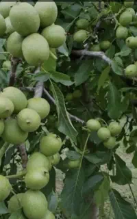 گردوفرنورپیوندی