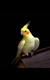دو جفت عروس هلندی.  کار داده