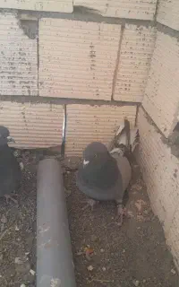 کبوتر پر