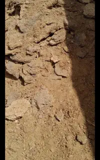 کودگوسفند