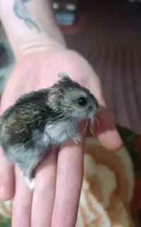 همسترهای کمپل بامزه شکم پر