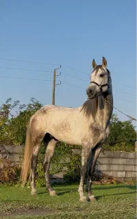 اسب دو‌خون‌ ۱۶۵سانتی با پدر مادره سیلمی