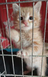واگذاری گربه چند ماهه