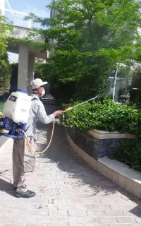 باغبانی و سمپاشی گل درخت کاری وهرس