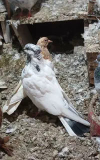 کبوتر طوقی