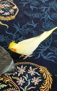 عروس هلندی گمشده