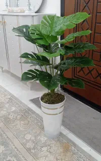 گل انجیری