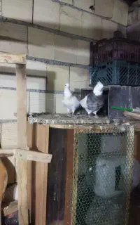 سلام و درود به عشق بازان دوجفت طوقی خوب5500