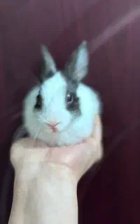 بچه خرگوش مهربون