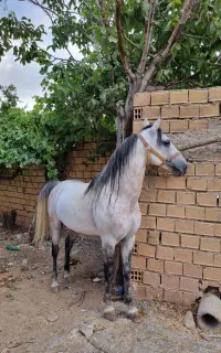 اسب