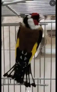 فروش۳قناری جوانه سوپرتک رنگ