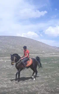 نریان عرب خالص