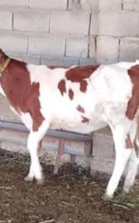 گوساله