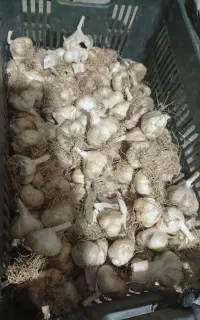 سیر تازه در ملایر
