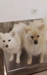 سگ گم شده