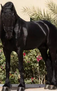 پانسیون نگهداری اسب خوراک اسب  اسب کورد اسب عرب
