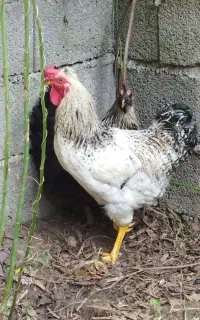 خروس