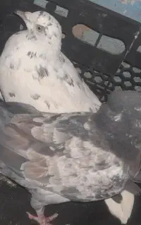 کفتر